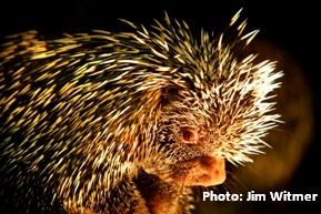 prehensile tailed porcupine